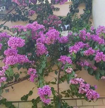 Apartment Nikolic 2 *