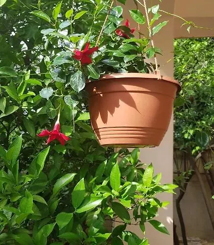 Nikolic 2 Lägenhet Makarska