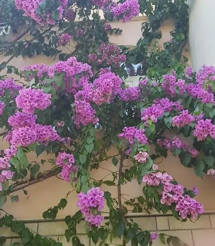 Apartament Nikolić 2 *